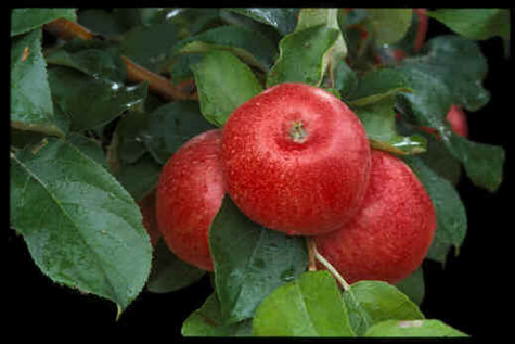 Honeycrisp